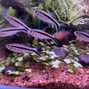 tetra pinguino