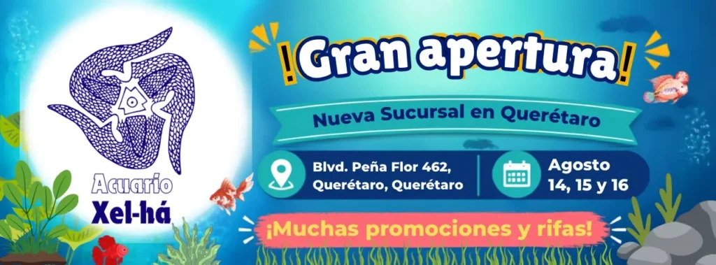 Inaguracion de acuarios en Querétaro 